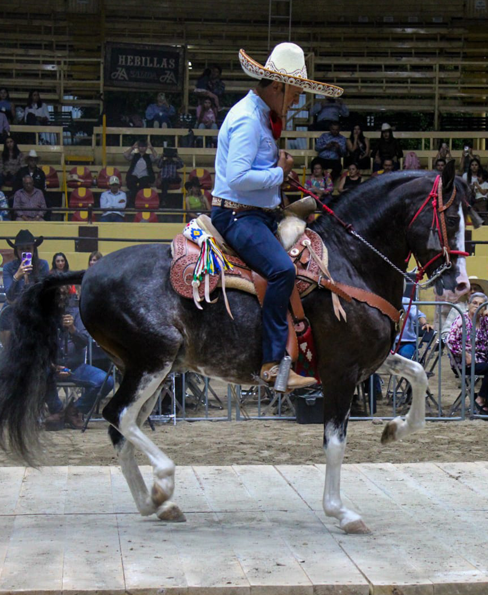 img-Capataz de dragones 1er lugar categoria Ibero y Costa Rica